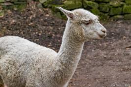 Tierpark Hamm 29.12.2015