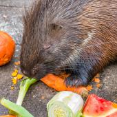 Tierpark_Hamm_2015_057