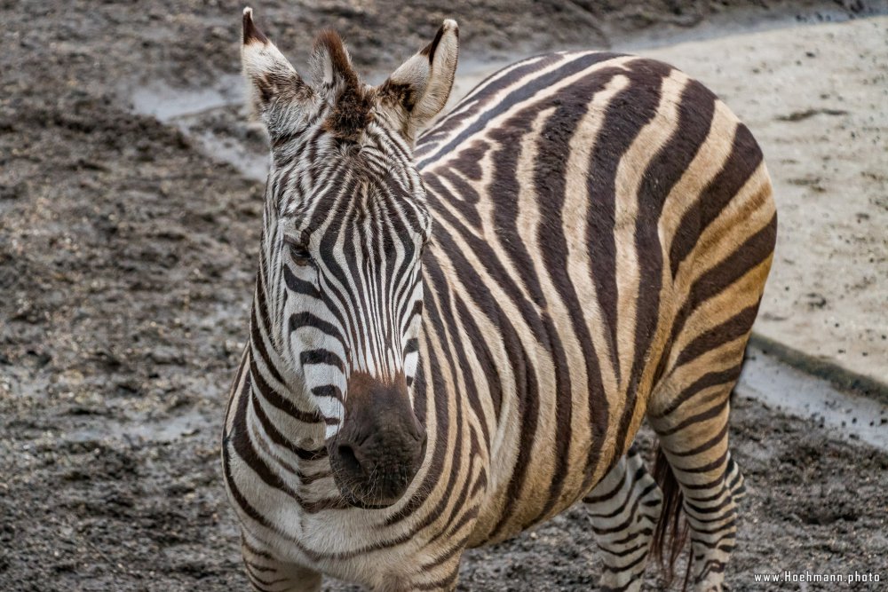 Tierpark_Hamm_2015_058