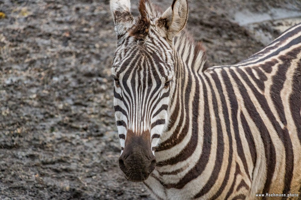 Tierpark_Hamm_2015_059