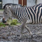 Tierpark_Hamm_2015_060