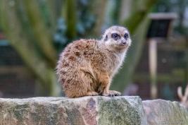 Tierpark Hamm 29.12.2015