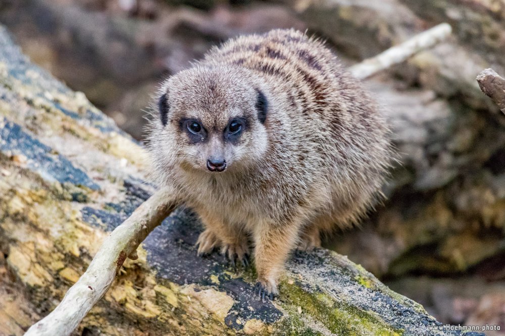 Tierpark_Hamm_2015_062