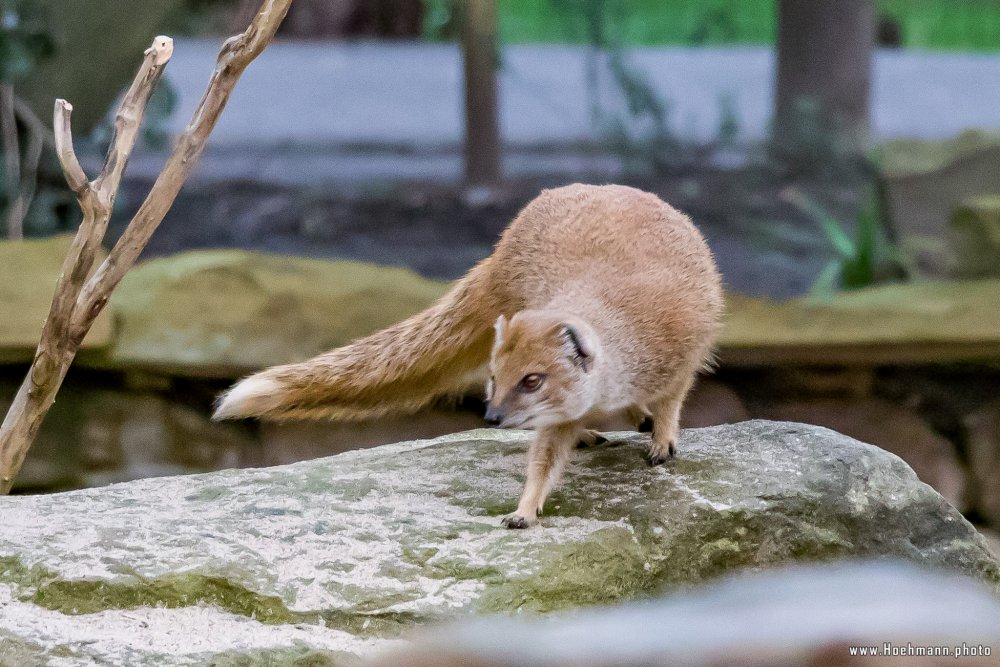 Tierpark_Hamm_2015_063