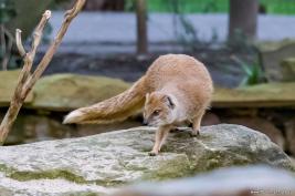 Tierpark Hamm 29.12.2015