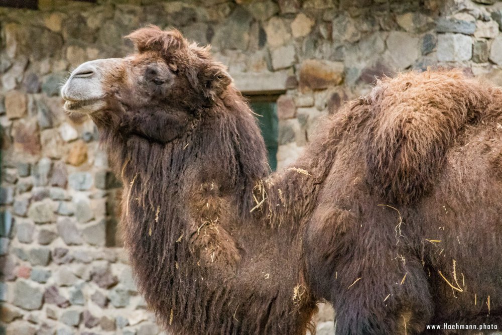 Tierpark_Hamm_2015_067