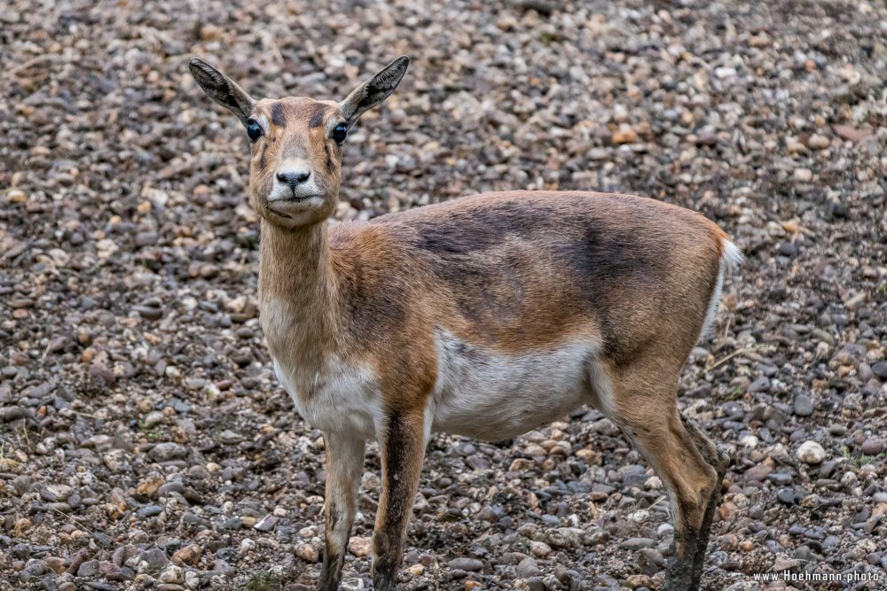 Tierpark_Hamm_2015_071