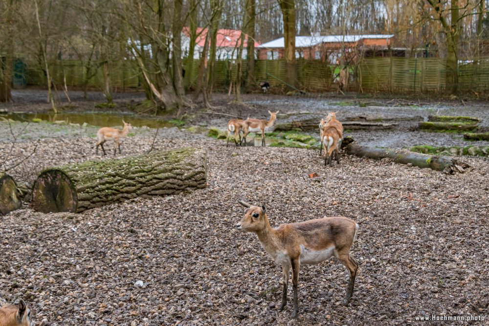 Tierpark_Hamm_2015_072