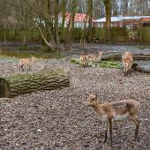 Tierpark_Hamm_2015_072