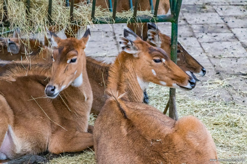 Tierpark_Hamm_2015_073