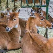 Tierpark_Hamm_2015_073