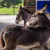 Urlaub_De-Eemhof_033