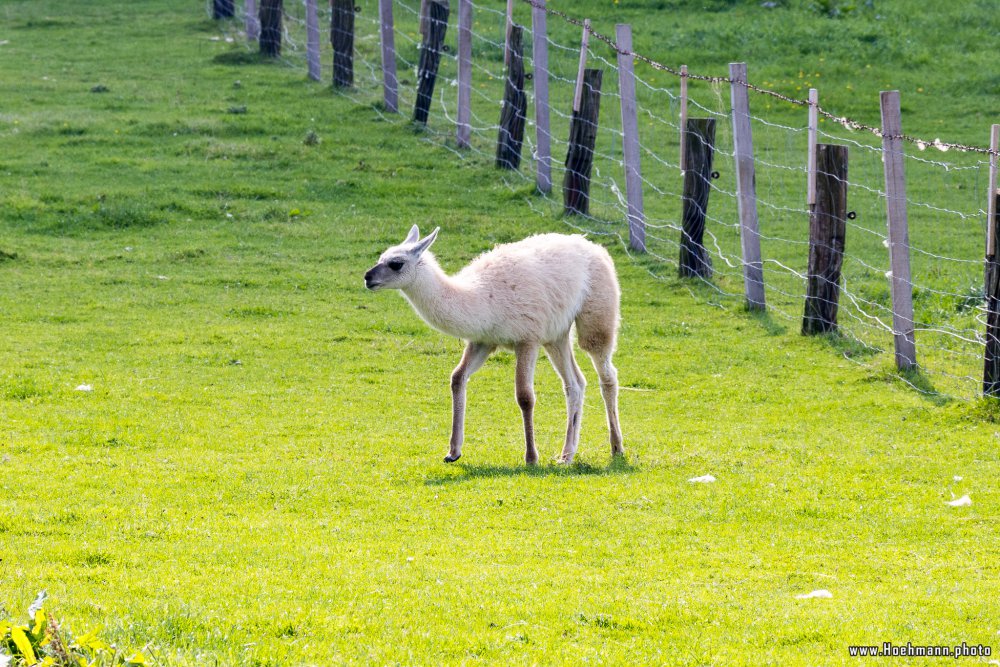 Sauerland_130