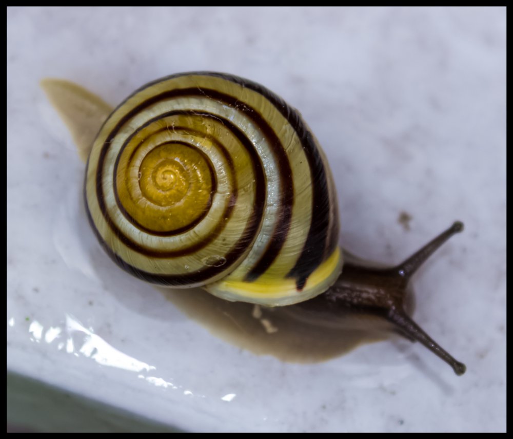 Schnecke