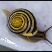 Schnecke