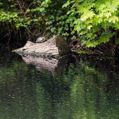 Wasserschloss-Werdringen_012