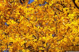 Westfalenpark Dortmund 01.11.2015