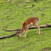 Wildpark-Willingen_003