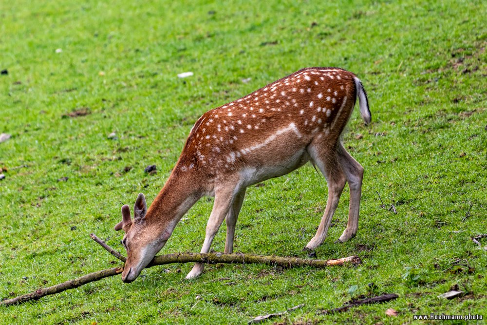 Wildpark-Willingen_004