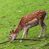 Wildpark-Willingen_004