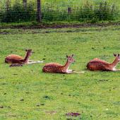 Wildpark-Willingen_005