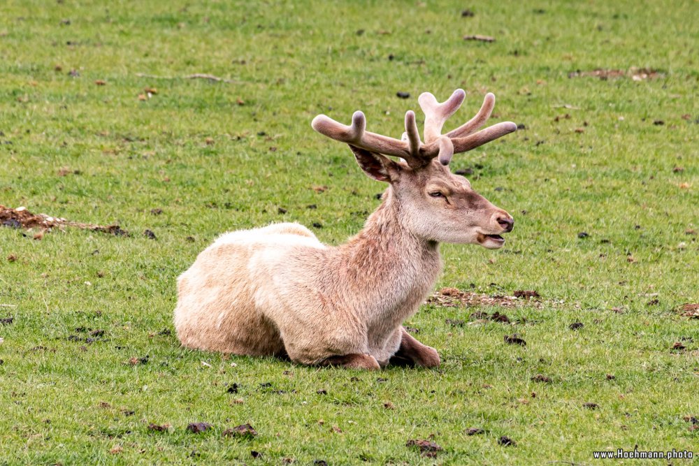 Wildpark-Willingen_006