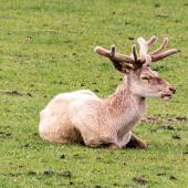 Wildpark-Willingen_006