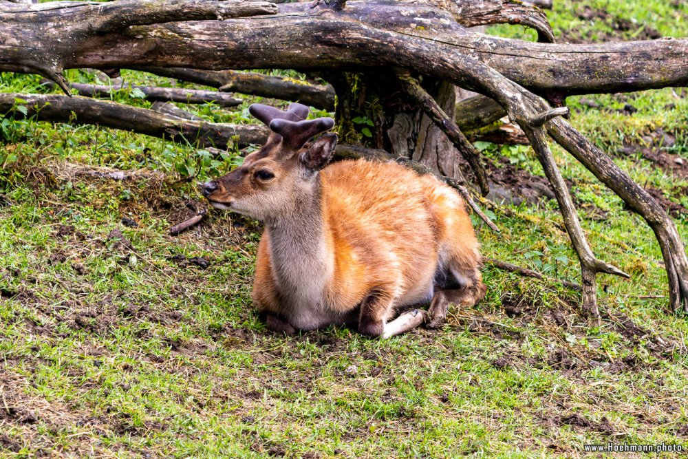 Wildpark-Willingen_007