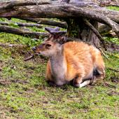 Wildpark-Willingen_007