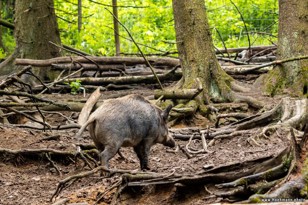 Wildpark-Willingen_008