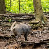 Wildpark-Willingen_008