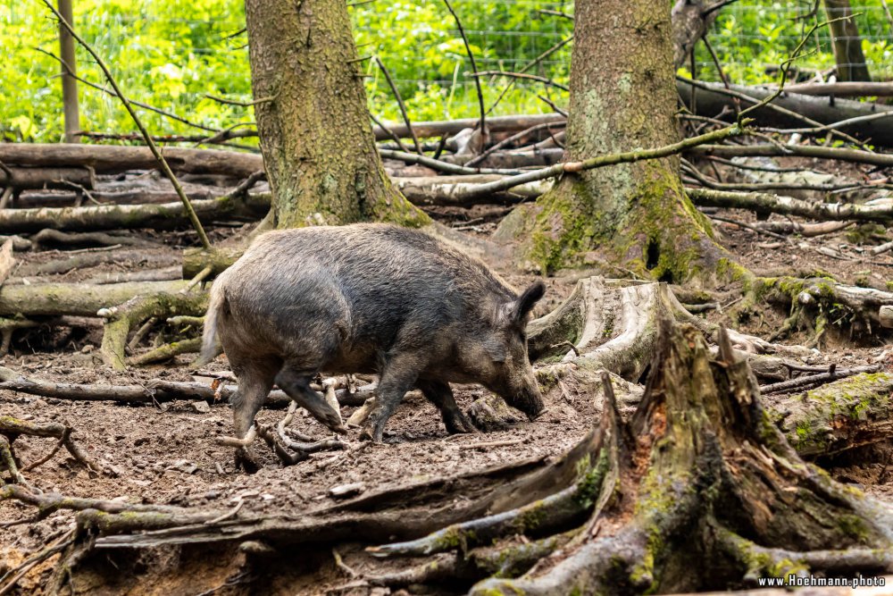 Wildpark-Willingen_009