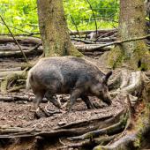 Wildpark-Willingen_009