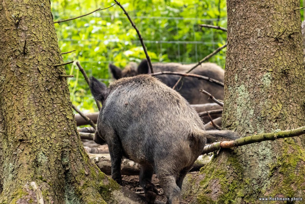 Wildpark-Willingen_010