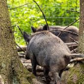 Wildpark-Willingen_010