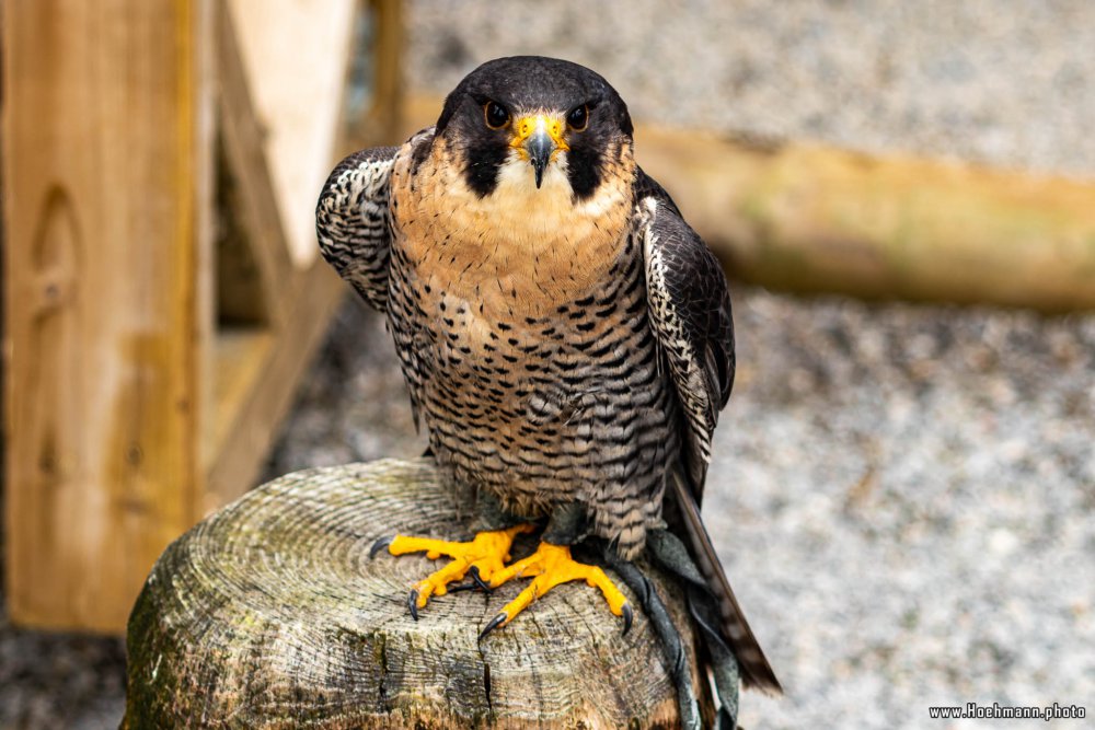 Wildpark-Willingen_015