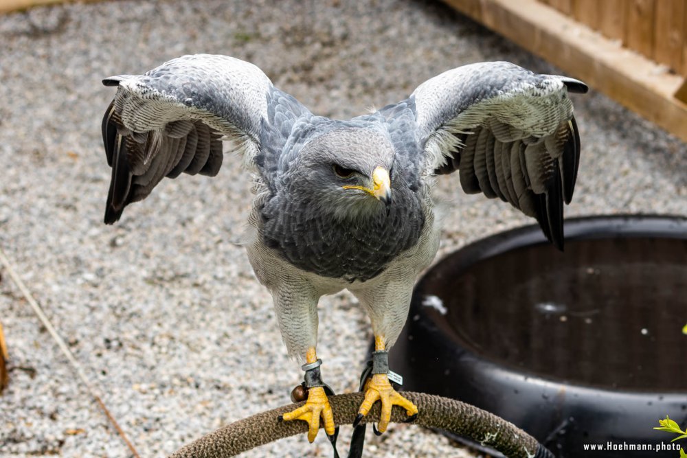 Wildpark-Willingen_017