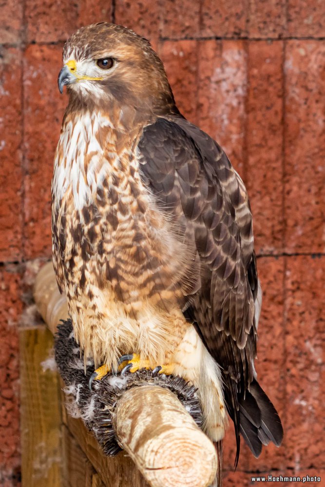 Wildpark-Willingen_018