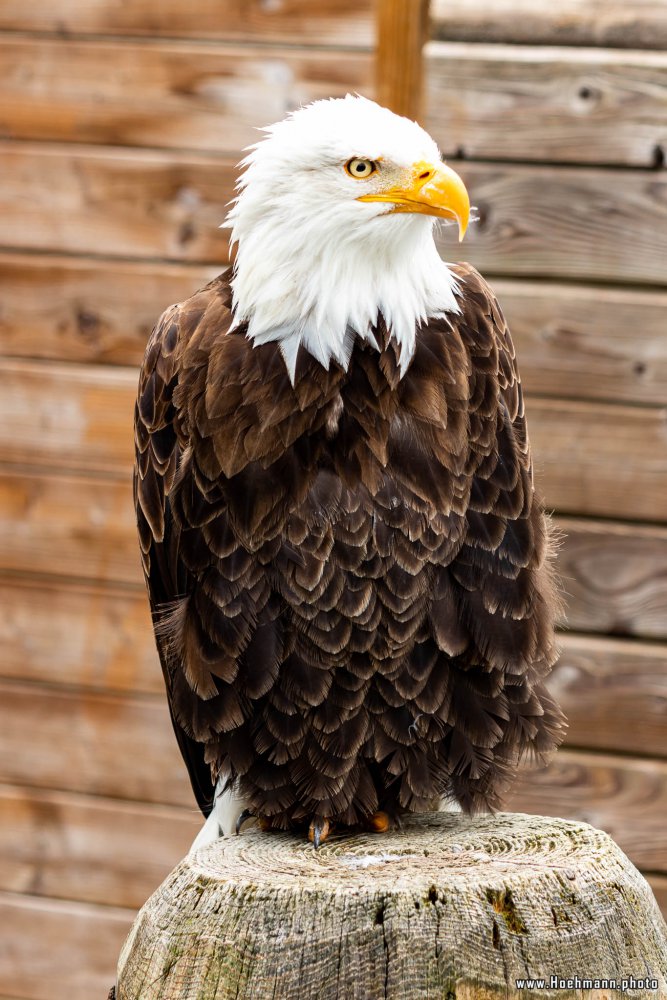 Wildpark-Willingen_019