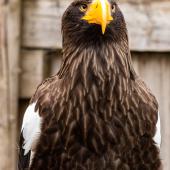 Wildpark-Willingen_022