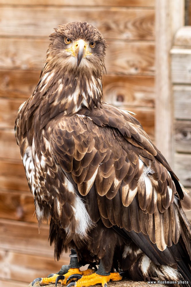 Wildpark-Willingen_023