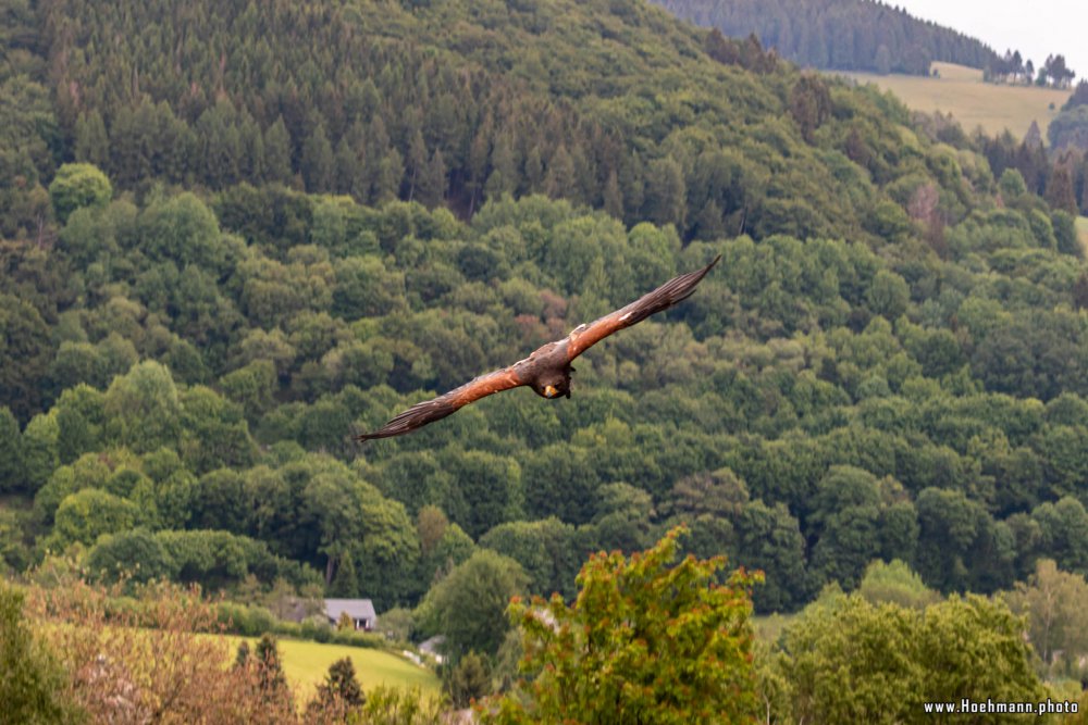 Wildpark-Willingen_024