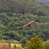 Wildpark-Willingen_024