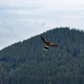 Wildpark-Willingen_025