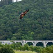 Wildpark-Willingen_026