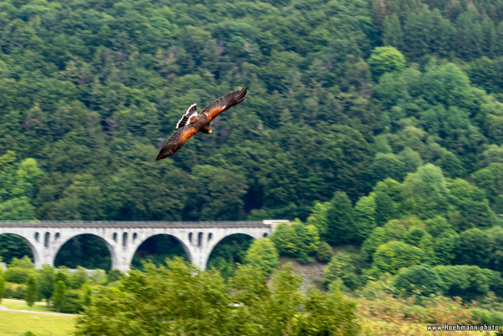 Wildpark-Willingen_027