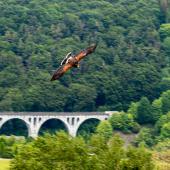 Wildpark-Willingen_027