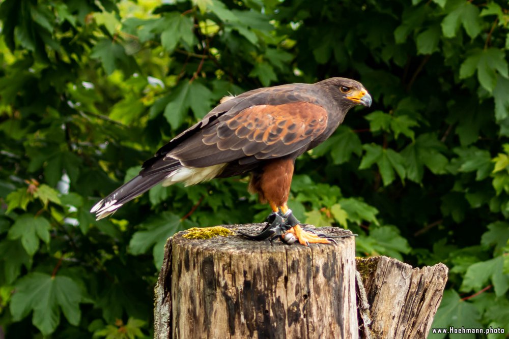 Wildpark-Willingen_028