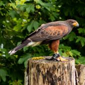 Wildpark-Willingen_028