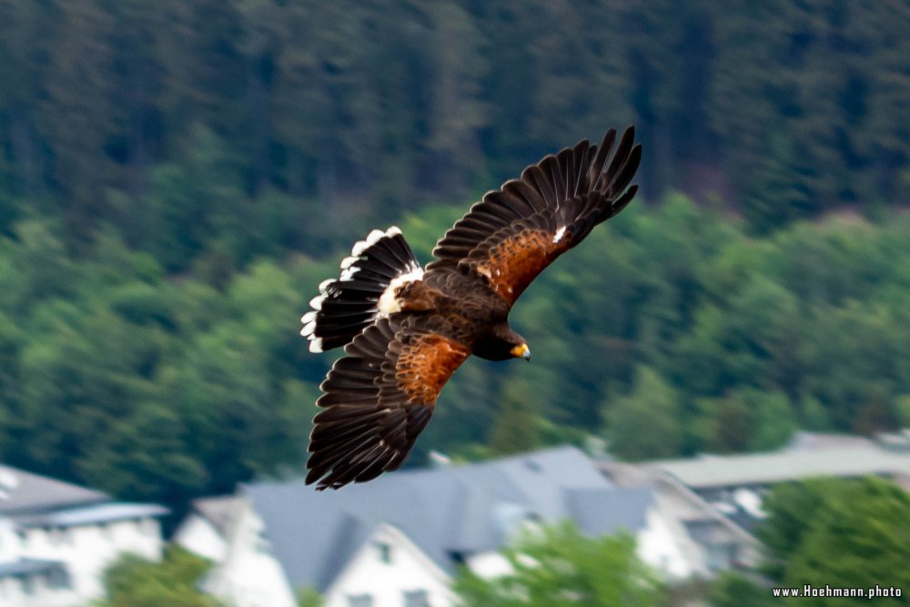 Wildpark-Willingen_029